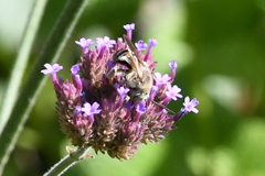 Svastra obliqua expurgata