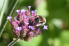 Svastra obliqua expurgata