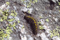 Setina irrorella