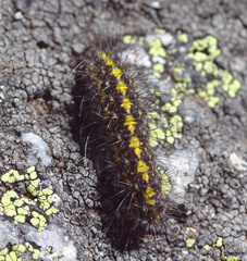 Setina irrorella