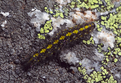 Setina irrorella