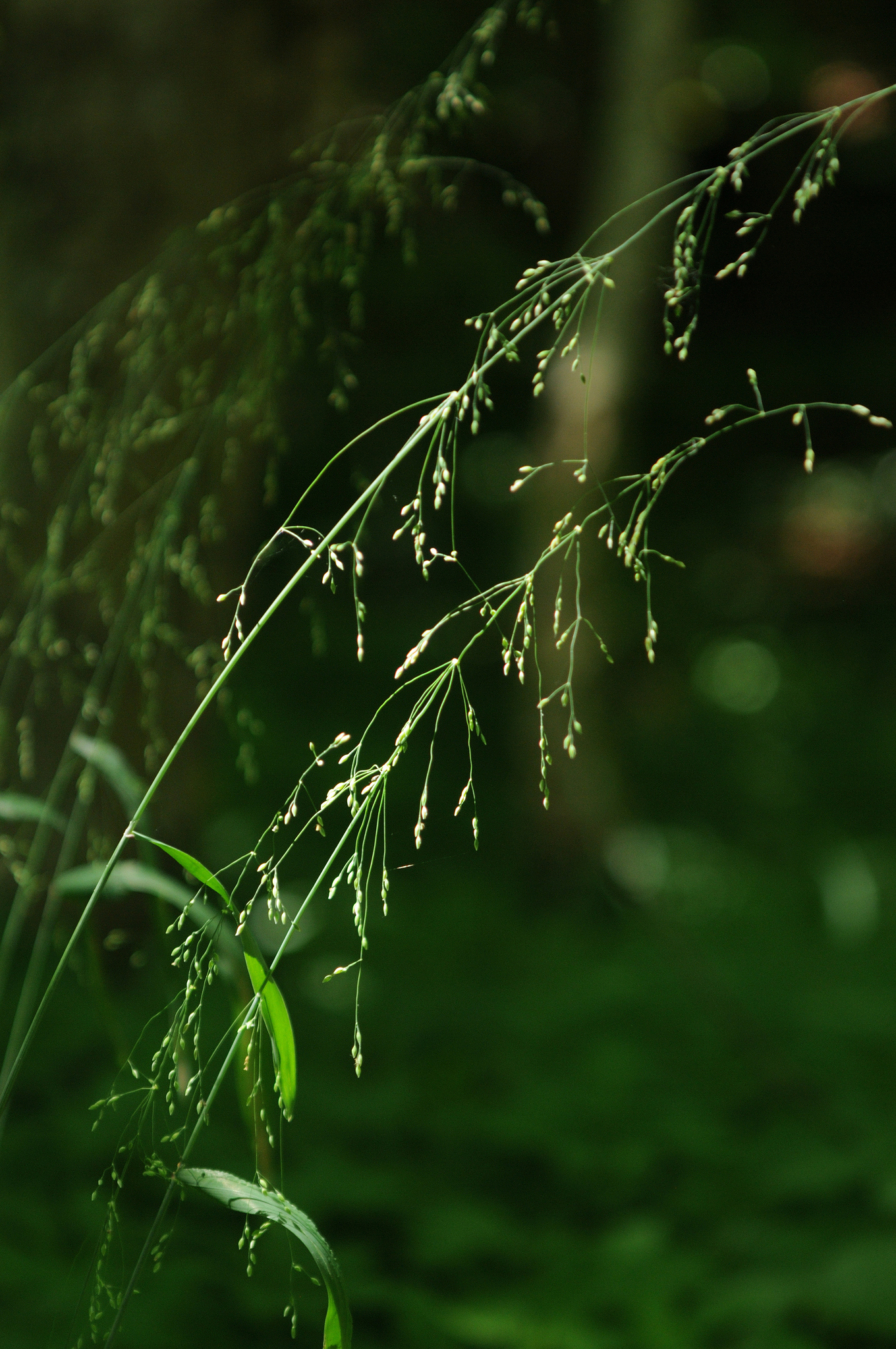 Milium effusum