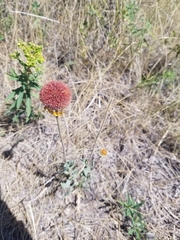 Gaillardia suavis