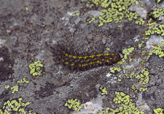 Setina irrorella