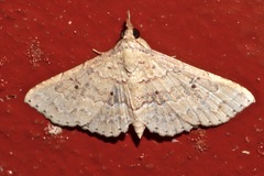 Mursa phtisialis