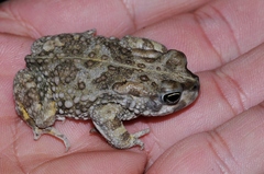 Vandijkophrynus angusticeps