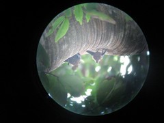 Emballonuridae