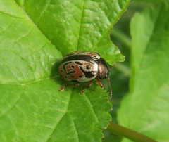 Calligrapha spiraeae