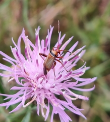 Adelphocoris vandalicus