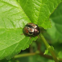 Calligrapha spiraeae