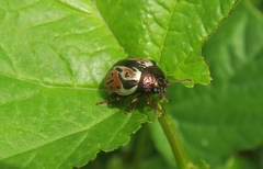 Calligrapha spiraeae