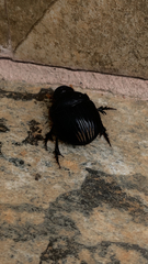 Dichotomius carolinus