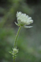 Silphiodaucus hispidus