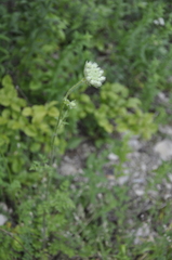 Silphiodaucus hispidus