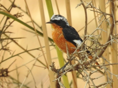 Colirrojo diademado (Phoenicurus moussieri)