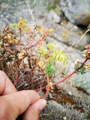 Euphorbia portlandica