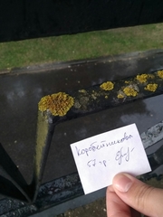 Xanthoria parietina