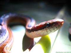 Coniophanes schmidti