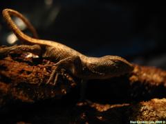 Sceloporus chrysostictus