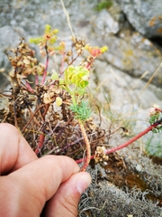 Euphorbia portlandica