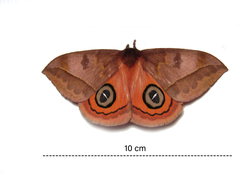 Automeris jucunda