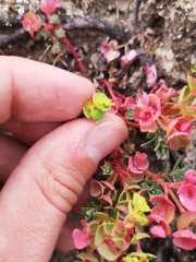 Euphorbia portlandica