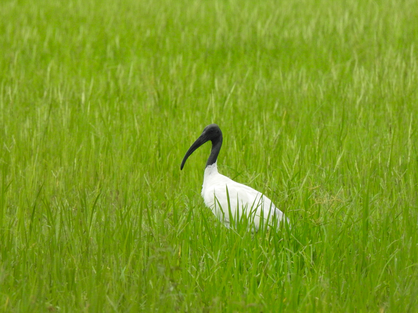 Black-headed Ibis