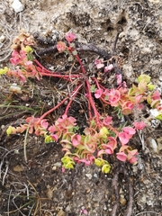 Euphorbia portlandica