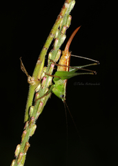 Conocephalus signatus