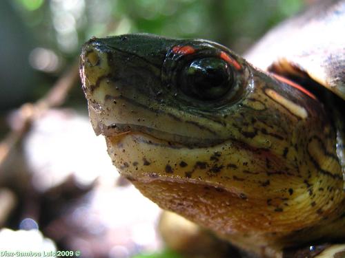 Furrowed Wood Turtle