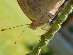 Junonia coenia