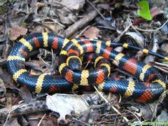 Lampropeltis abnorma