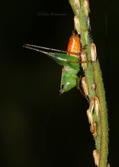 Conocephalus signatus