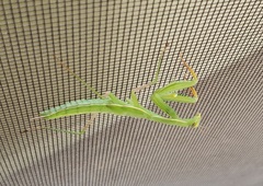 Mantis religiosa