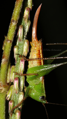 Conocephalus signatus