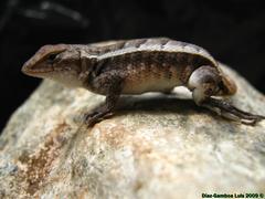 Sceloporus chrysostictus