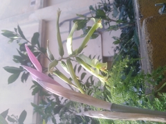 Billbergia distachia