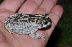 Vandijkophrynus angusticeps