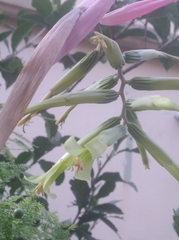 Billbergia distachia