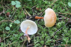 Gymnopus ocior
