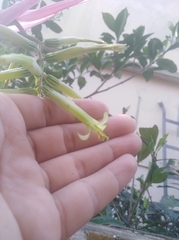 Billbergia distachia