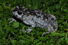 Vandijkophrynus angusticeps