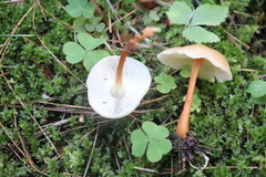Gymnopus ocior