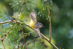 Eremomela icteropygialis