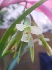 Billbergia distachia