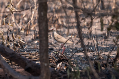 Rhinoptilus chalcopterus