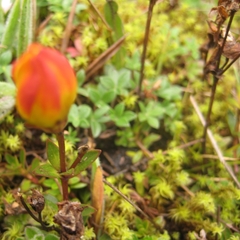 Gentianella hirculus