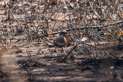 Rhinoptilus chalcopterus