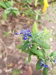 Salvia humboltiana