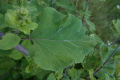 Phytomyza lappae